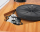 Pro-Ject 1-Xpression III Classic Olive mit 2M Black - Plattenspieler | Aussteller, sehr gut