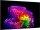 LG OLED83G68LW.AEU +++ 400,-EURO CASHBACK +++ 210 cm, 83 Zoll 4K Ultra HD OLED evo TV