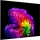 LG OLED83G68LW.AEU +++ 400,-EURO CASHBACK +++ 210 cm, 83 Zoll 4K Ultra HD OLED evo TV