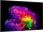 LG OLED55G69LS.AEU 139 cm, 55 Zoll 4K Ultra HD OLED evo TV