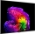 LG OLED55G69LS.AEU 139 cm, 55 Zoll 4K Ultra HD OLED evo TV